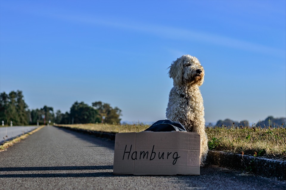 #Hitchhiking can be a great way to get a #freeride and meet interesting locals while traveling. But it has a dangerous reputation. Click through to read all about safety, dos and don'ts, and where in the world its legal from an experienced hitcher! #hitching #freetravel #budgttravel #backpacking #theglobalgadabout #traveltips #travelblog #travelblogger