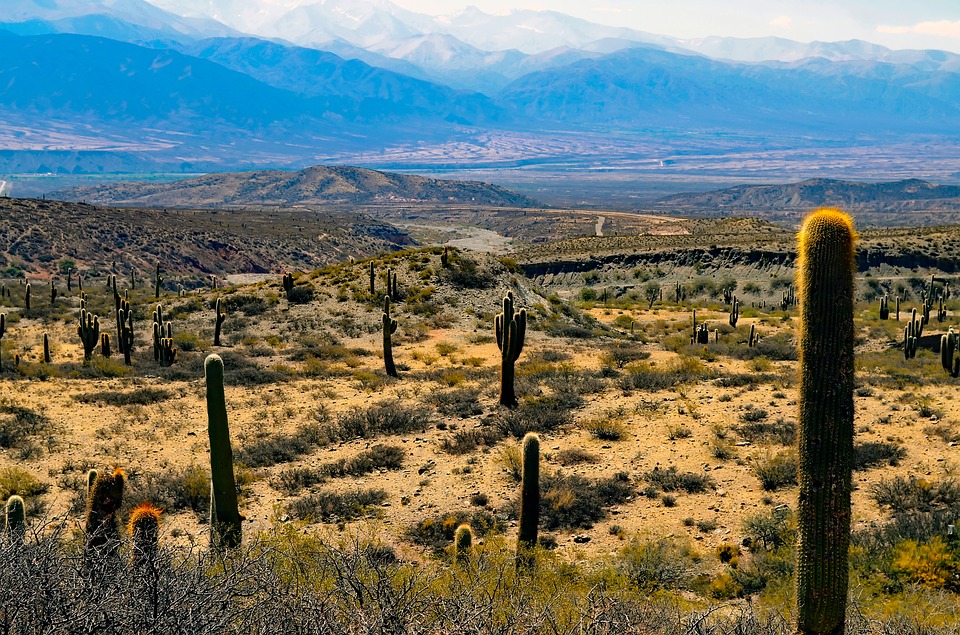 Argentinian landscape with cacti and mountains.