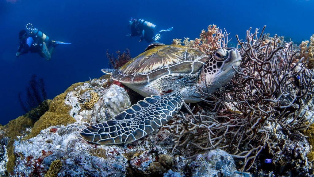 Turtle on a coral reef with two scuba divers in the background.