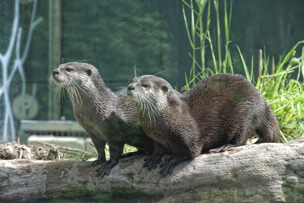 Two otters sitting on a log.