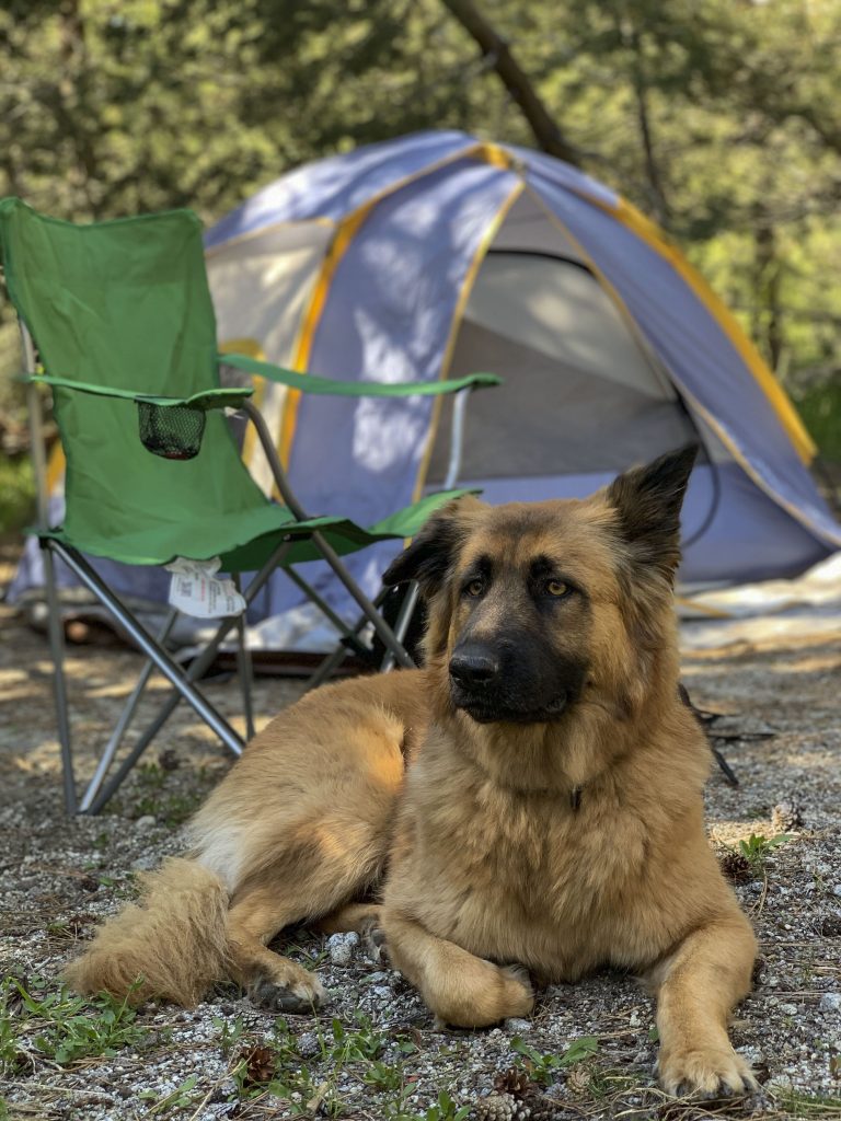 A tent in the forest with a camping chair in front of it and a dog lying down.